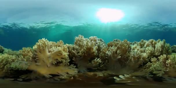 Poissons Tropicaux Récifs Coralliens Sous Marins Coraux Durs Mous Paysage — Video