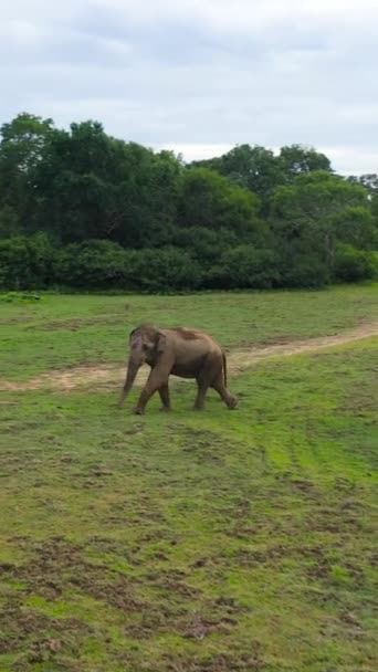 Sri Lankan Elephant Wild Elephant Natural Habitat Arugam Bay Sri — Wideo stockowe