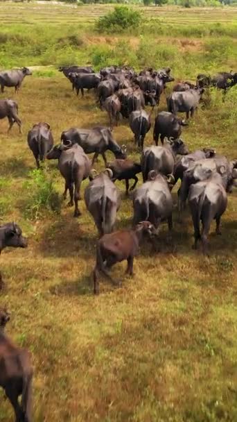 田園地帯の牧草地で水牛や牛の空中ビュー スリランカ — ストック動画