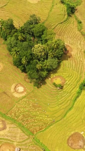 Flygfoto Över Risfält Landsbygden Jordbrukslandskap Sri Lanka — Stockvideo