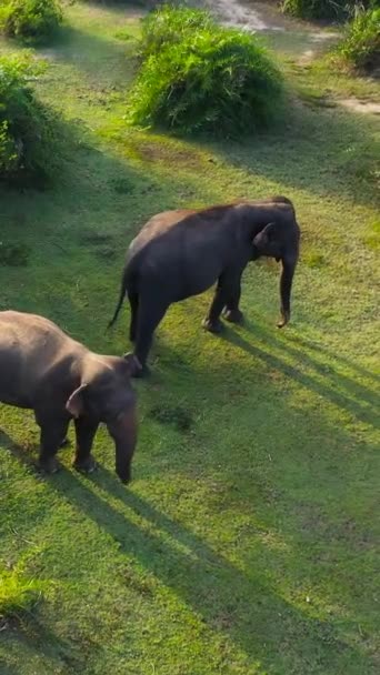 Вид Воздуха Слонов Среди Джунглей Тропической Растительности Заповеднике Аругам Бей — стоковое видео