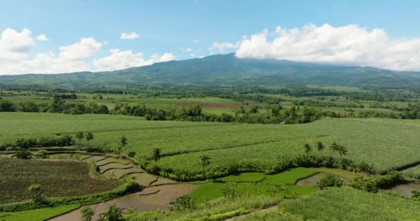 Воздушный Беспилотник Выращиванию Сахарного Тростника Высокогорье Негрос Филиппины — стоковое видео
