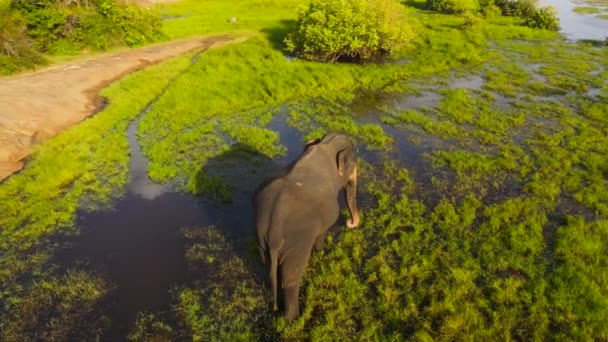 Widok Słonia Rezerwacie Przyrody Wśród Mokradeł Zatoka Arugam Sri Lanka — Wideo stockowe