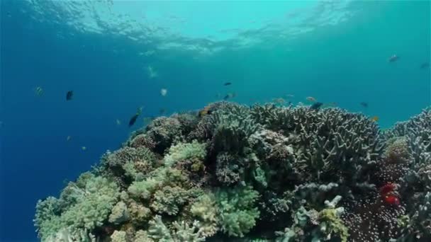 Pesci Tropicali Sulla Barriera Corallina Scena Subacquea Filippine — Video Stock
