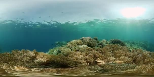 Υποβρύχιος Κόσμος Του Χρωματιστά Ψάρια Και Ένα Κοραλλιογενή Ύφαλο Τροπικός — Αρχείο Βίντεο