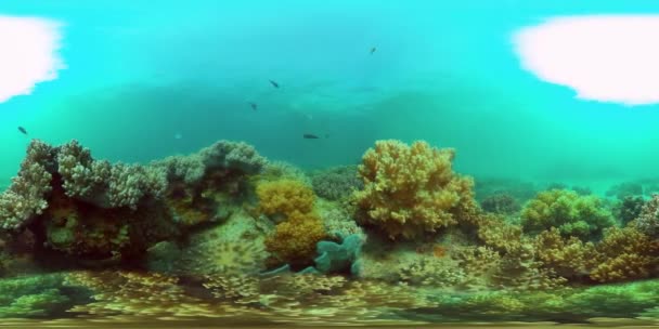 Τροπικό Κοραλλιογενή Ύφαλο Θαλασσογραφία Ψάρια Σκληρά Και Μαλακά Κοράλλια Βίντεο — Αρχείο Βίντεο