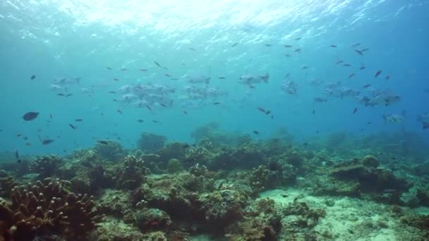 Víz Alatti Korallzátony Kemény Puha Korallok Víz Alatti Táj Sipadan — Stock videók