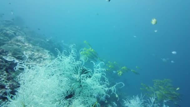 Tropikal Balık Mercanlarla Dolu Güzel Sualtı Manzarası Hayat Mercan Kayalıkları — Stok video