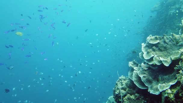 Korallenriff Unter Wasser Mit Tropischen Fischen Hart Und Weichkorallen Unterwasserlandschaft — Stockvideo