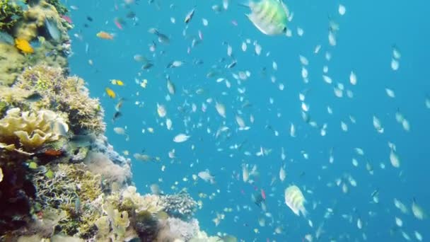 Altı Balık Bahçesi Resifi Resif Mercan Sahnesi Suyun Altında Deniz — Stok video