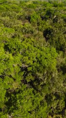 Yağmur ormanları ve ormandaki ağaç taçlarının en üst görüntüsü. Kumana Ulusal Parkı, Sri Lanka. Dikey video.