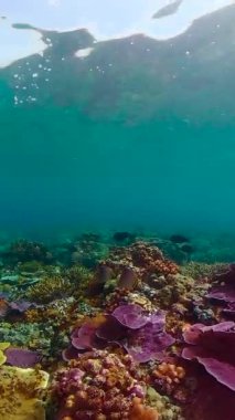 Deniz mercan kayalıkları. Sualtı Tropikal Deniz Burnu. Tropikal balık resifi denizcisi.