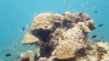 Su altı balık resifi denizcisi. Mercan resifli tropik renkli deniz manzarası. Leyte, Filipinler.