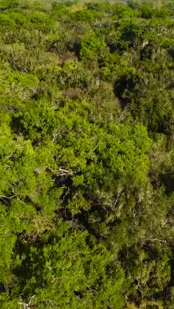 Vue Dessus Des Cimes Arbres Dans Forêt Tropicale Jungle Parc — Video