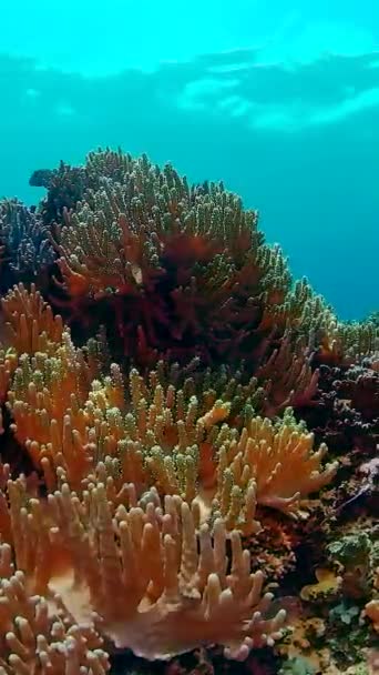 Peces Tropicales Arrecifes Coral Buceo Mundo Submarino Con Corales Peces — Vídeos de Stock