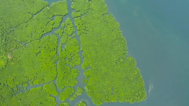 Вид Воздуха Реки Тропических Мангровых Лесах Мангровый Ландшафт Сиаргао Филиппины — стоковое видео