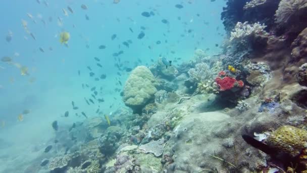 속에서 산호초를 수있다 물고기입니다 필리핀 레이테 — 비디오