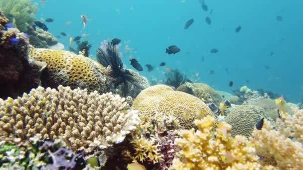 水中のカラフルな熱帯魚 熱帯のサンゴ礁の素晴らしい美しい水中のカラフルな魚やサンゴ フィリピンのレイテ — ストック動画