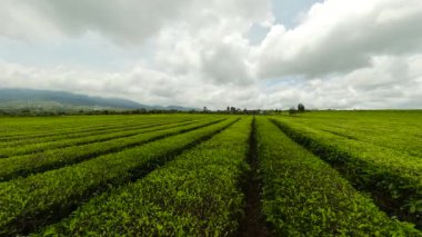 Kayu Aro tea plantation- the largest tea estate in the world at the foot of the Kerinci volcano. Sumatra, Indonesia.