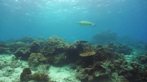 Zeegroene Schildpad Tussen Tropische Vissen Koraalriffen Sipadan Maleisië — Stockvideo
