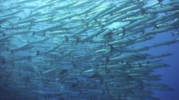 Grande Escola Barracuda Subaquática Belo Mundo Subaquático Sipadan Malásia — Vídeo de Stock