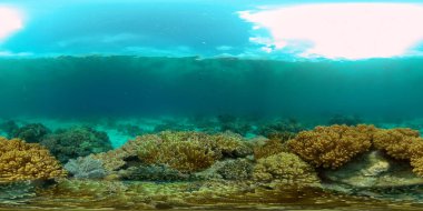Mercan resifi balık sahnesi. Tropik sualtı balığı. Renkli tropikal mercan resifi. Filipinler. 360 panorama VR