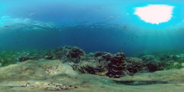 Mercan bahçesi deniz manzarası. Renkli tropikal mercanlar. Filipinler. 360 panorama VR
