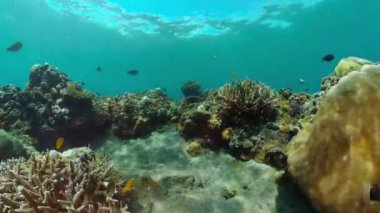 Tropical coral reef and fishes underwater. Hard and soft corals. Underwater video.