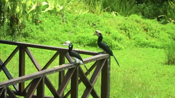 Hornbill Sur Une Rambarde Bois Mangeant Pain Oiseau Rhinocéros Dans — Video