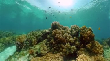 Tropik renkli sualtı denizleri. Sualtı Canlı Balıklı Mercan Bahçesi. Sualtı tropikal renkli yumuşak sert mercanlar deniz manzarası. Filipinler.