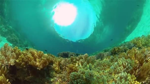 속에서 산호초를 수있다 바다에 물고기 산호초 필리핀 — 비디오
