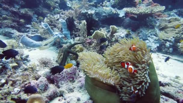 말미잘의 사이에 말미잘의 은신처 산호와 열대어가 — 비디오