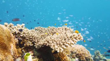 Tropikal balıklar ve mercan resifleri suyun altında. Sert ve yumuşak mercanlar, sualtı manzarası. Leyte, Filipinler.