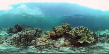 Tropik Balık Mercanları Deniz Resifi. Sualtı Tropikal Hayatı. Tropik sualtı balıkları. Su altı balık resifi denizcisi. Tropik renkli sualtı deniz manzarası. Filipinler. 360VR Video.