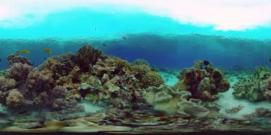 Deniz Resifi Sualtı Sahnesi. Tropik sualtı balığı. Filipinler. Sanal Gerçeklik 360.