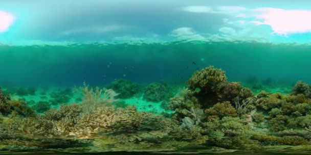 Τροπικά Ψάρια Και Κοραλλιογενείς Ύφαλοι Σκληρά Και Μαλακά Κοράλλια Υποβρύχιο — Αρχείο Βίντεο