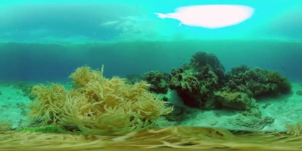 Underwater World Colored Fish Coral Reef Inglês Fuzileiro Tropical Recifes — Vídeo de Stock