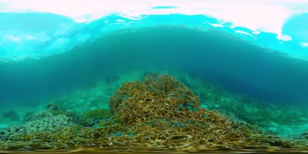 Τροπικός Ύφαλος Υποβρύχια Ψάρια Και Κοράλλια Υποβρύχια Ψάρια Ύφαλο Φιλιππίνες — Αρχείο Βίντεο