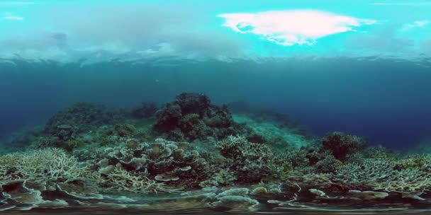 海洋生物世界 水中魚礁海洋 熱帯のカラフルな水中の海の風景 フィリピンだ 仮想現実360 — ストック動画
