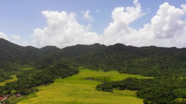 Farmland with growing crops of rice, vegetables and sugar cane in a mountain valley. Philippines.