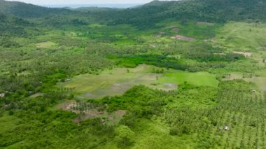 Tarım arazisi ve yeşil ormanlı dağların havadan görünüşü. Palawan, Filipinler, Balabac.