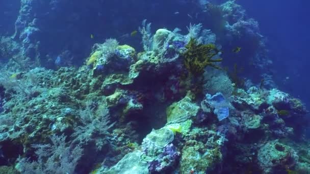 Морський Підводний Риф Тропічний Барвистий Підводний Човен Сіпадан Малайзія — стокове відео