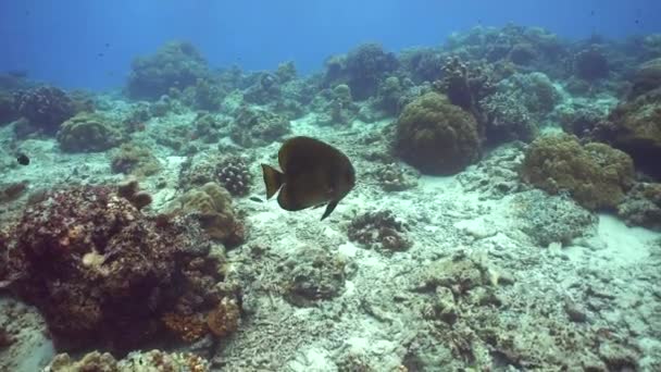 Tropikalna Podwodna Rafa Kolorowa Tropikalne Podwodne Ryby Morskie Sipadan Malezja — Wideo stockowe