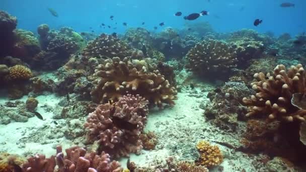 Tropické Ryby Korálové Útesy Při Potápění Podmořský Svět Korály Tropickými — Stock video