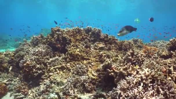 Recifes Coral Peixes Tropicais Subaquático Colorido Recife Coral Tropical Seascape — Vídeo de Stock