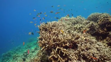 Resif mercan sahnesi. Renkli sualtı deniz manzarası. Güzel yumuşak mercan. Deniz mercan kayalıkları. Sipadan, Malezya.