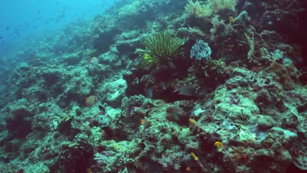 물고기와 산호초입니다 산호초와 열대어입니다 말레이시아의 — 비디오