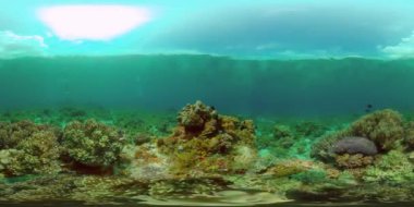 Su altı balık resifi denizcisi. Tropik renkli sualtı deniz manzarası. Filipinler. Sanal Gerçeklik 360.