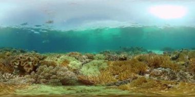 Deniz tüplü dalışı. Su altı renkli tropikal mercan resifi deniz manzarası. Filipinler. 360VR Video.