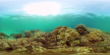 Sualtı Renkli Tropikal Balıklar. Tropikal resiflerdeki harika ve güzel sualtı renkli balık ve mercanlar. Filipinler. 360VR Video.